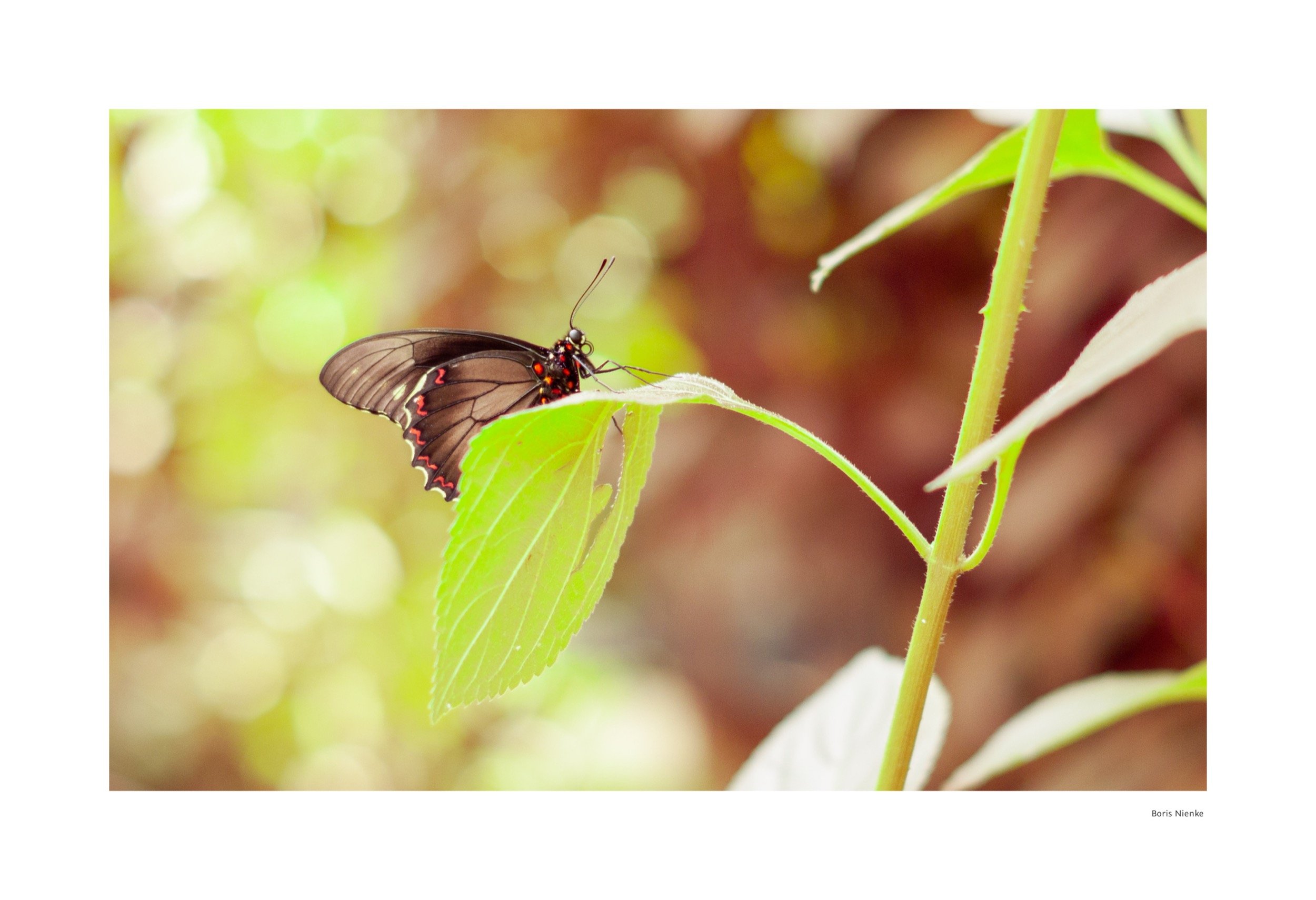 Schmetterling auf Blatt