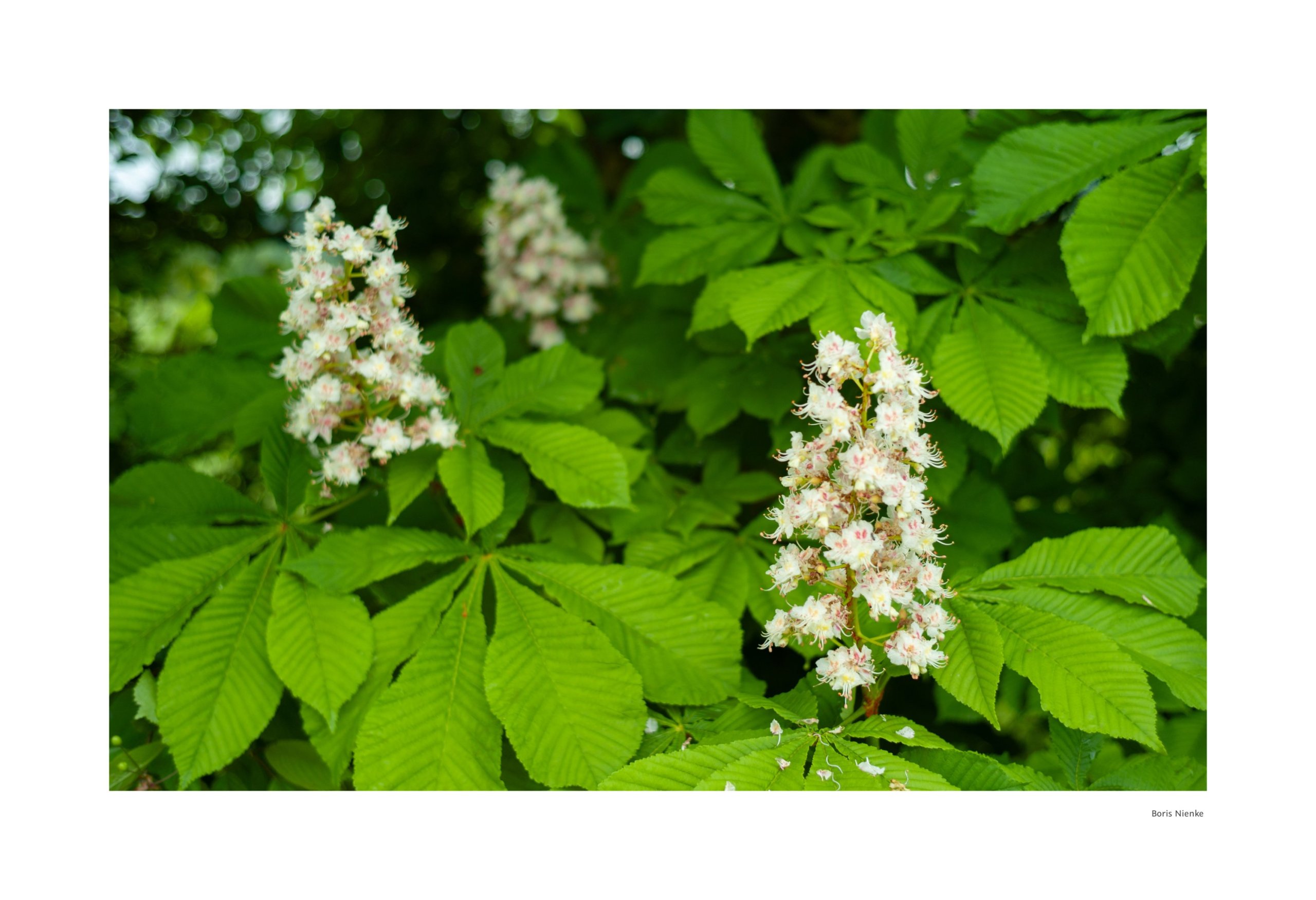 Blüten