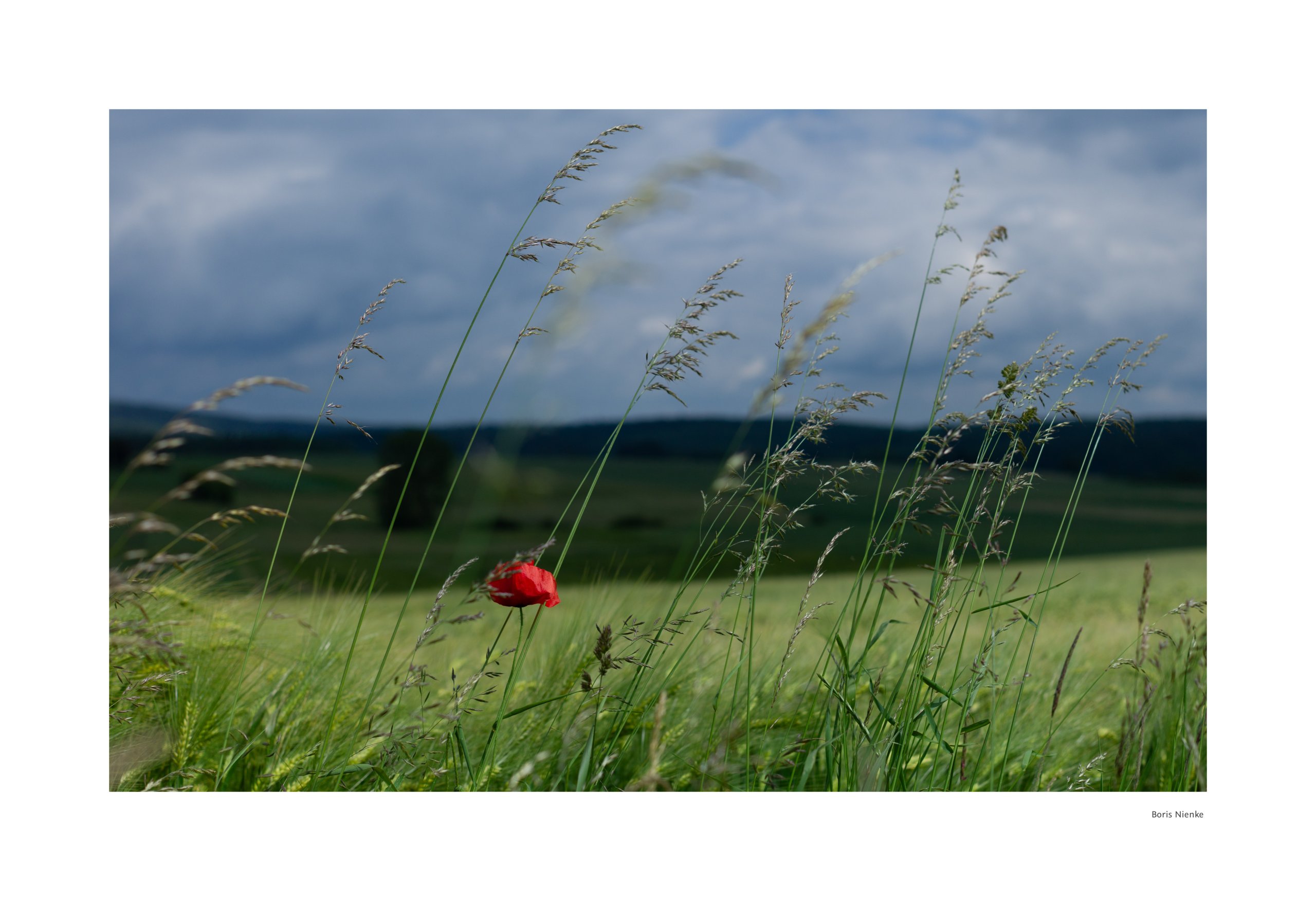 Mohn vor Wolken
